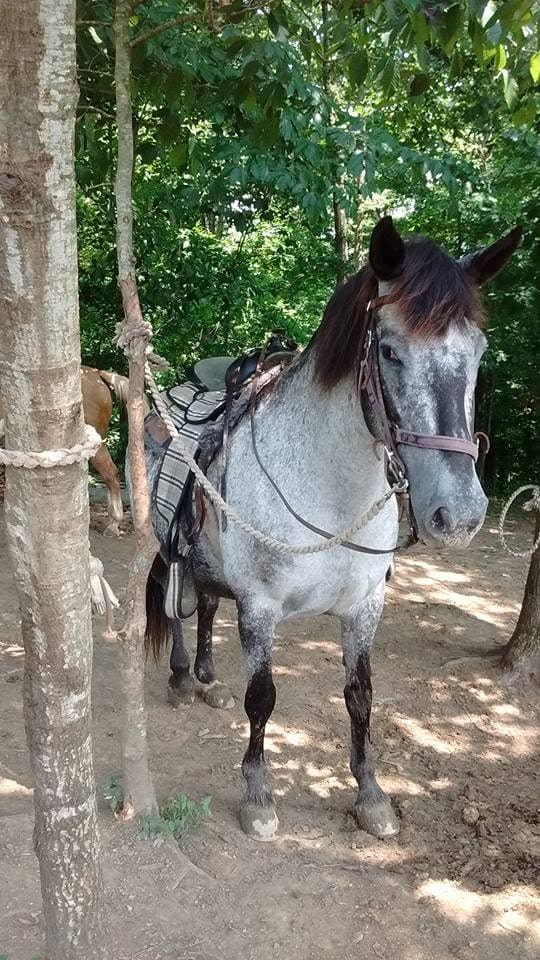 Gray horse saddled and bridled, tied to a tree in a sunlit wooded area with ropes and saddle visible on its back.