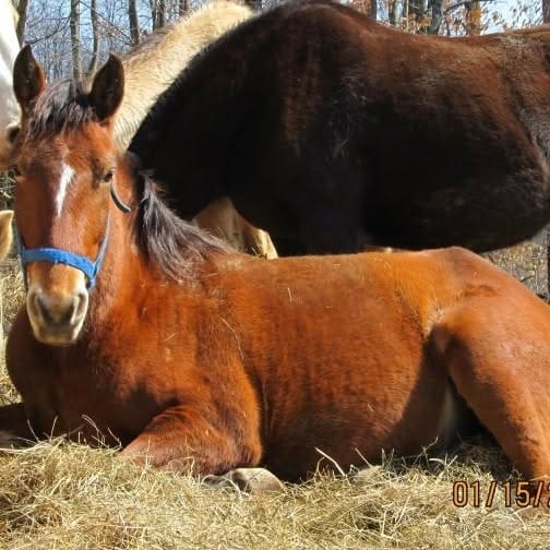 A brown horse with a blue halter rests on straw in a sunny outdoor setting, with a darker horse standing behind.